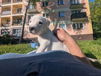 Szczeniaczki Amstaff