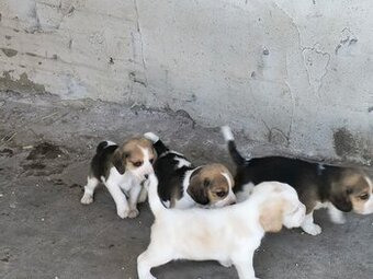 Beagle tricolor szczenieta