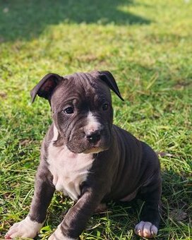 Szczenięta amstaff pieski i suczki