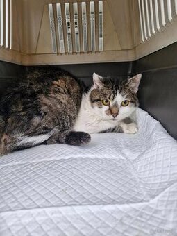 Kociak z lasu pilnie szuka domu