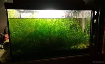 Gotowe krewetkarium z krewetkami, roślinkami i sprzętem. Akw