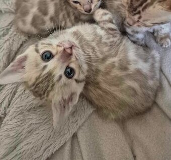 Bengal koty