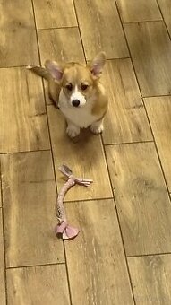 Welsh Corgi Pembroke FCI