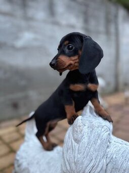 Piękna sunia jamnik miniaturowy standard z rodowodem