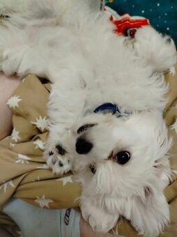 Szczeniak Maltańczyk na sprzedaż