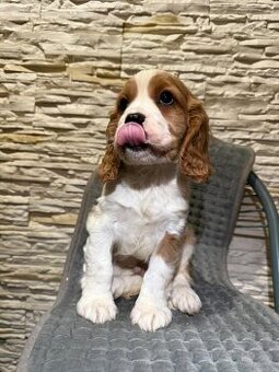 Cudny piesek Cocker Spaniel Angielski z rodowodem