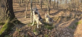 Sprzedam szczenięta wilczaka czechosłowackiego.