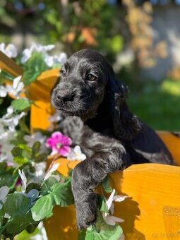 Piękna czarna sunia Cocker Spaniel Angielski z rodowodem