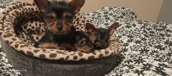 Szczeniaki rathlerka