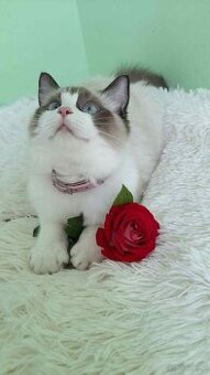 Sprzedam kota rasy Ragdoll FPL/FIFE