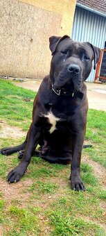 Pies w typie bandog