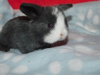 Mini lop niebieskie i niebiesko- białe