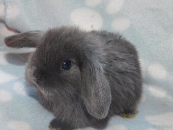 Mini lop beżowe i niebieskie