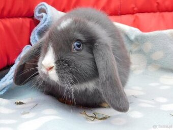 Mini lop beżowe i niebieskie