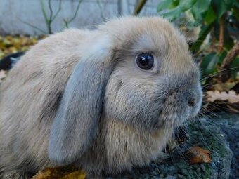 Mini lop beżowe i niebieskie
