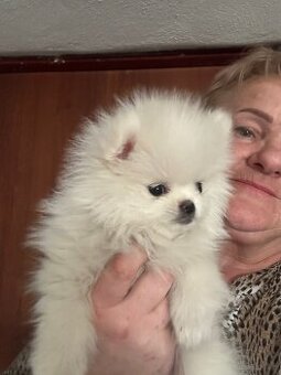 Szpic miniaturowy Pomeranian
