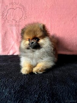 Szpic Miniaturowy, Pomeranian