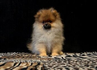 Szpic Miniaturowy, Pomeranian