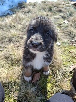 Oddam szczeniaczki za darmo