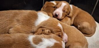 Szczeniaki Gończy Chorwacki ZKWP FCI