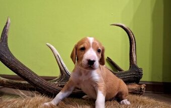 Szczeniaki Gończy Chorwacki ZKWP FCI