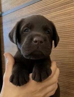Wspaniały czekoladowy labrador.