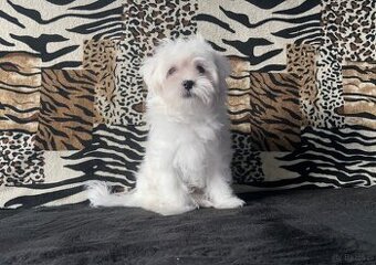 Maltańczyk, piękne szczenięta Maltańczyki