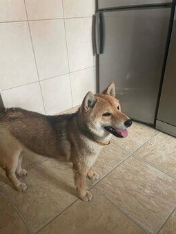Suczka Rasy Shiba Inu