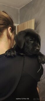 Cane Corso Italiano Miot A