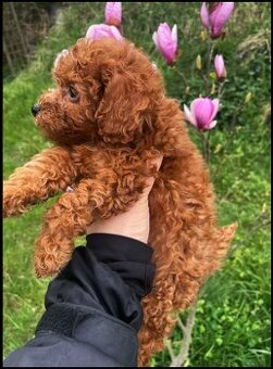 Pudel Toy red śliczny pudelek