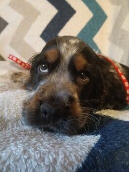 Cocker spaniel angielski szczenięta