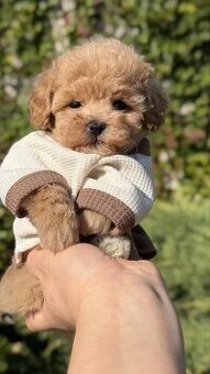 Wspaniałe szczenięta rasy Maltipoo.
