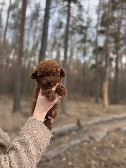 Szczeniak rasy maltipoo
