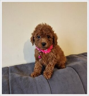 Pudel miniaturowy red,pudelek suczka