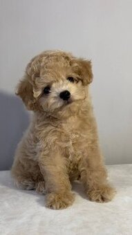 Najsłodsze szczenięta rasy Maltipoo
