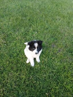 Border Collie