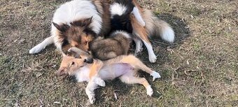 Szczeniaki owczarek szkocki