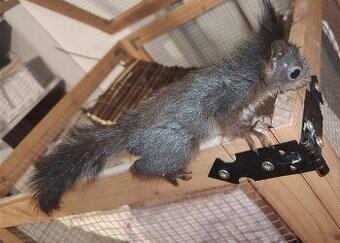 Sciurus vulgaris Wiewiórka ruda