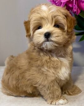 Puszyste szczenięta rasy Maltipoo