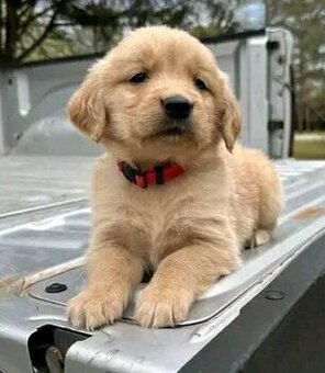 Szczenięta rasy Golden Retriever na sprzedaż