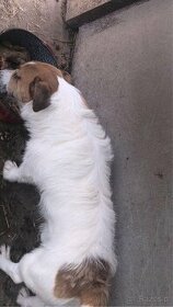 Jack Russell terrier - 1