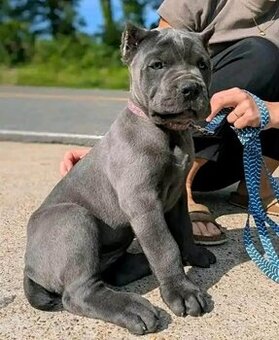Szczenięta rasy Cane Corso na sprzedaż.