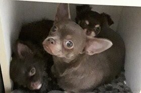 Chihuahua modra