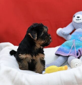 Alutka sunia Yorkshire Terrier