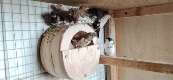 Mewki japońskie 2025