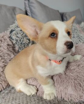 Welsh Corgi Cardigan -hodowla Rivulus FCI 26 lat istnienia