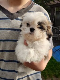 Suczka mieszanka pekińczyk shih-tzu