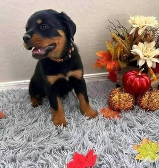 Szczenięta rasy rottweiler na sprzedaż.