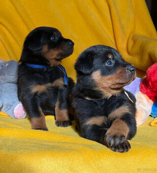 Beauceron - Owczarek francuski z rodowodem