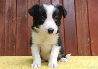 Szczeniak BORDER COLLIE z Hodowli - Rasowa suczka z pełną do